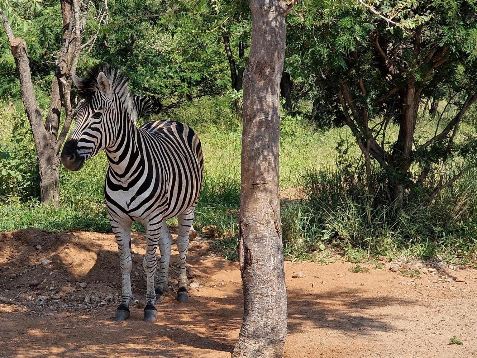 Thandolwami Bushlodge & Spa Hoedspruit Zewnętrze zdjęcie