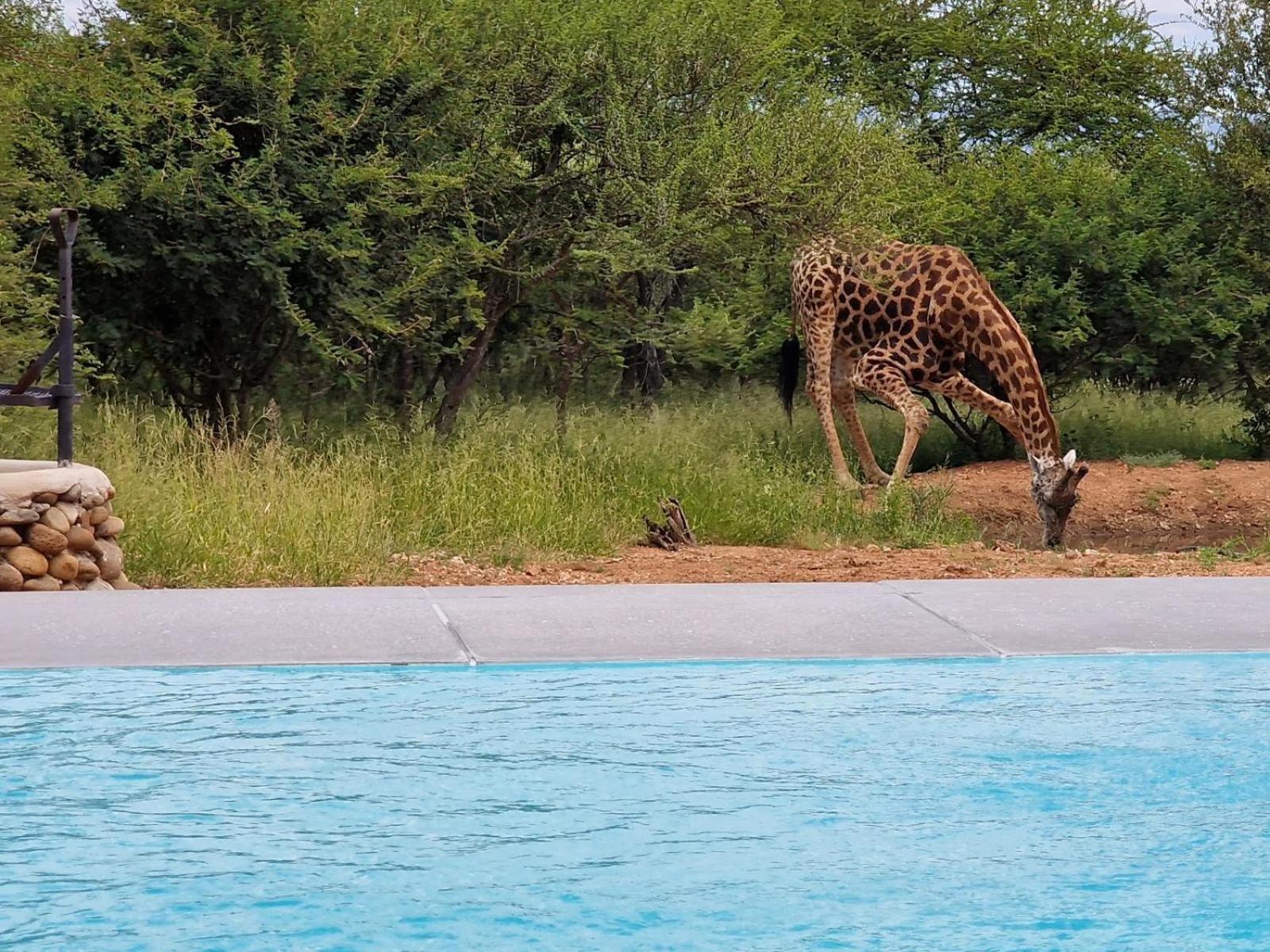 Thandolwami Bushlodge & Spa Hoedspruit Zewnętrze zdjęcie