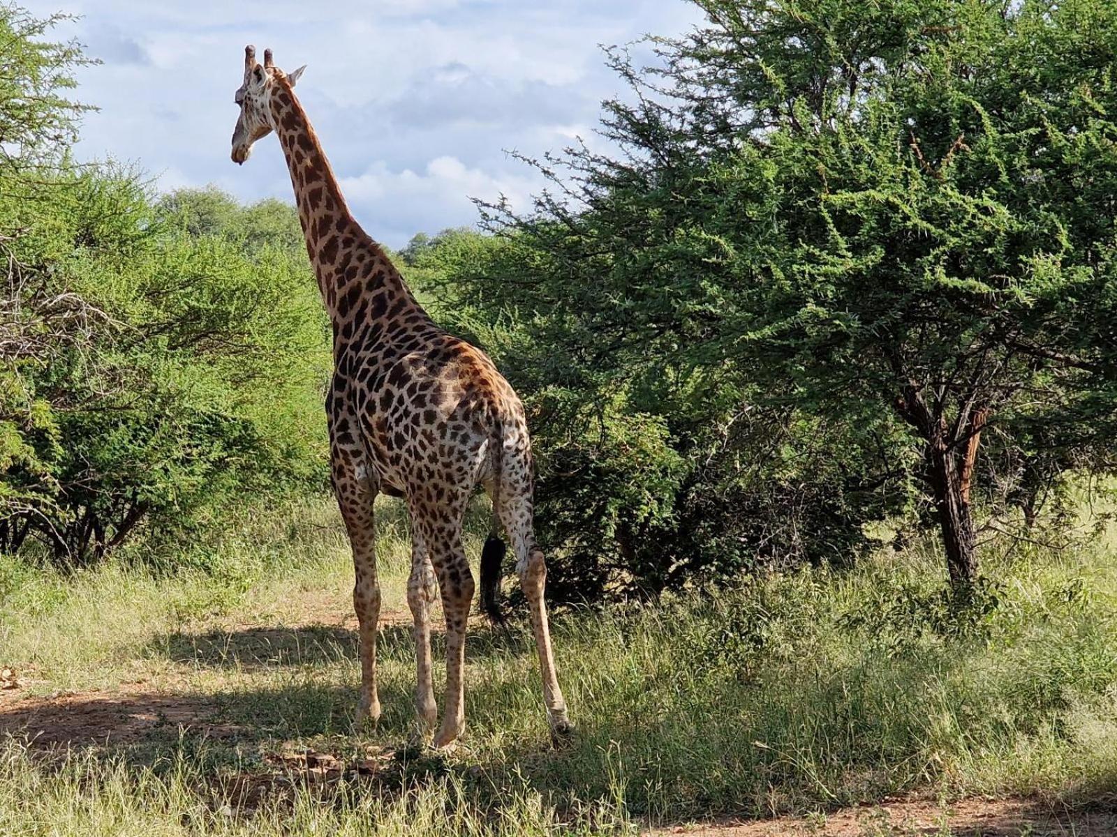 Thandolwami Bushlodge & Spa Hoedspruit Zewnętrze zdjęcie